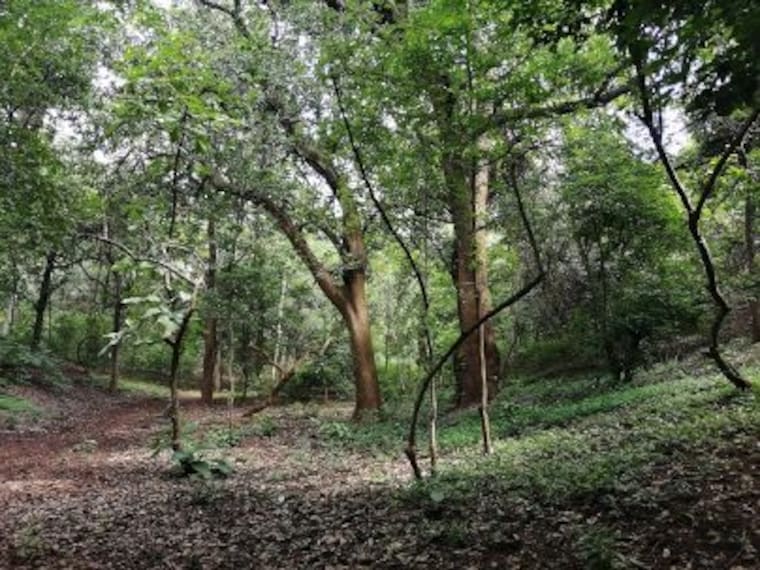 Ananthagiri Forest-3
